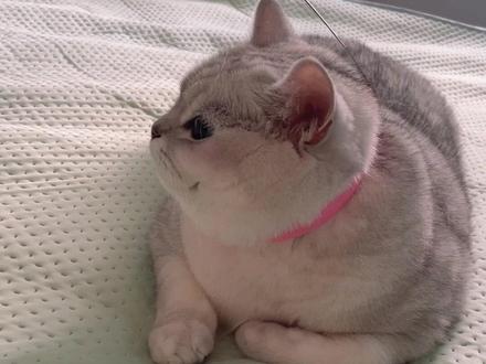 谁家猫这么懒啊!!#心思全写在脸上的猫 #10斤的猫9斤的反骨