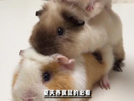 夏天鼠鼠能吃什么蔬菜?一篇讲清楚#仓鼠 #养鼠日常 #金丝熊 #仓鼠喂食