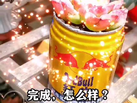 今天用一个红牛罐,做一个多肉盆,省一个盆💰,完美#养花 #小盆栽