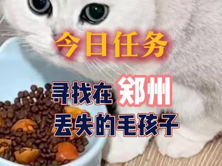 猫丢了怎么找 找猫方法,找猫第一视角#猫丢了 #寻猫启示 #郑州寻猫 #寻宠集