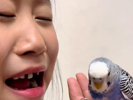 哈哈😆鹦鹉真的可以拔牙🦷