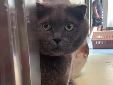 蓝猫上班第一天就遭遇职业生涯大危机#萌宠出道计划 #猫咪的日常