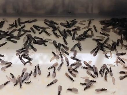 遇事不要慌,先来给大家科普下黑翅士白蚁