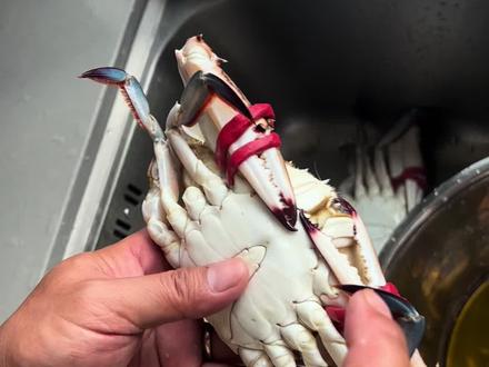 今天教大家买回来的梭子蟹怎么清洗,皮筋千万别急着解开,不然小心手#连云港美食 #梭子蟹 #海鲜原产地