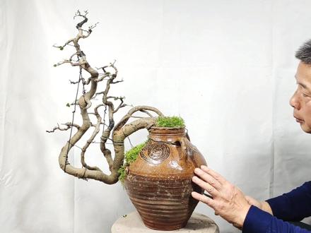 一把破壶成就了这棵多年的榆树