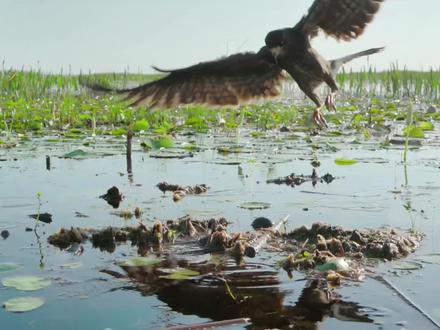 专门以福寿螺为食的老鹰#动物世界 #神奇动物在抖音 #动物科普 #食螺鸢