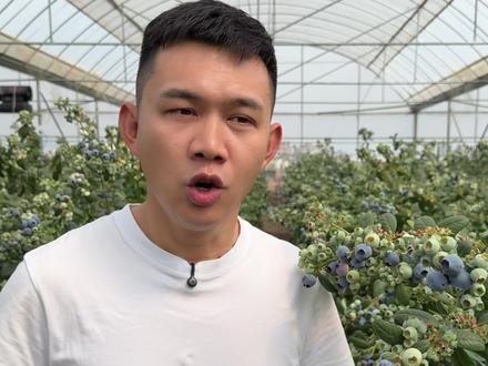 3月9号上午9点半,脆甜花香蓝莓专场!产地溯源! #蓝莓