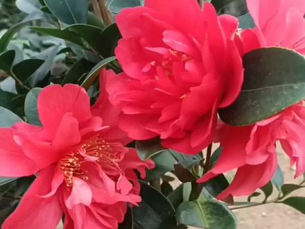 金奖四季茶花品种#夏梦文清#大到巨型花#完全牡丹型至托桂型#茶花上热门#抖音小助手 #茶花品种