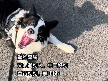 人有好坏之分,所以狗也是!不以一点概全#papi妈妈 #遛狗人 #边牧 #原创视频