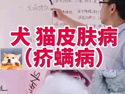 犬、猫疥螨病又称为癞病,本病特征性症状是皮肤表面有大量红色小结节,患部剧痒,病犬终日啃咬,烦躁不安,患部脱毛、脱屑、肥厚......#宠物知识 #萌宠 #螨虫 #狗狗