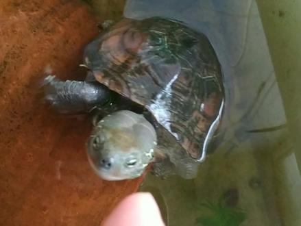 冬季乌龟不冬眠可以吗,会影响繁殖和寿命吗?都是讹传可正常饲养