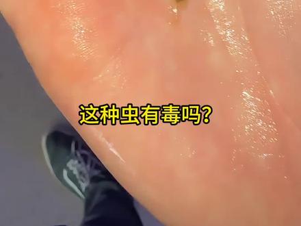 分享十三种不同品种的虫子,有些有剧毒千万不要碰!#小飞虫 #毒虫 #龙眼鸡