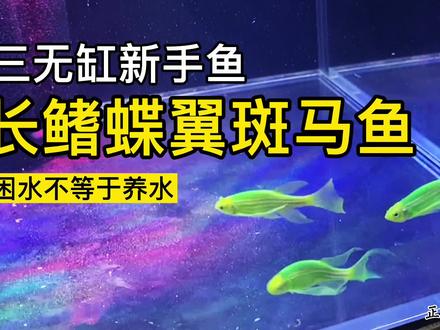 新手养鱼养啥鱼?长鳍蝶翼斑马鱼可以用三无缸养活吗?困水是啥?