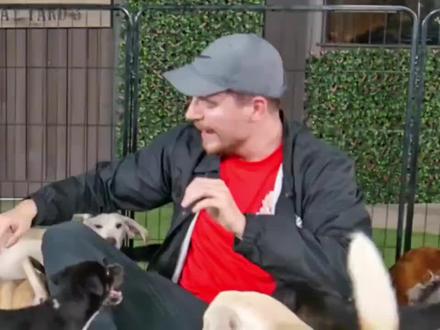 救助100只狗狗,并为狗狗们找到家#野兽先生#mrbest #海外生活