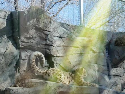 #西宁野生动物园 豹馆升级改造完成,欢迎参观#雪豹之都