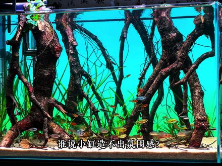 中小鱼缸配置清单 新手也能轻松打造鱼缸氛围感#鱼缸配置#开缸#养鱼#鱼缸灯#鱼缸过滤