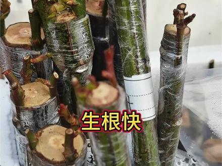 生根快 一个月保证生根#扦插#生根液#蔷薇#月季#月季扦插