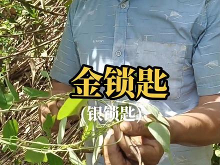 防己科#中草药 金锁匙、银锁匙又叫凉粉藤#山豆根##