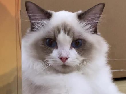 你家猫会发电报吗?#猫咪的迷惑行为 #养猫新手 #电报猫 #养猫 #猫 #科学养宠指南