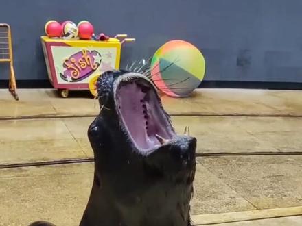 不同海狮的叫声你喜欢哪个?#海狮 #上海海昌海洋公园 @抖音小助手