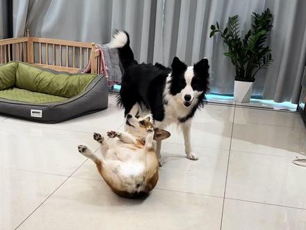 粉丝要求什么,我就拍什么之,瓜冬矮 #狗狗的心思都写在脸上了 #柯基