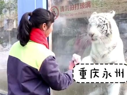 白虎帮饲养员疯狂“擦玻璃”,莫非培养出个清洁工?🐱