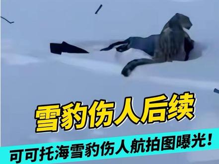 可可托海雪豹伤人航拍图曝光!铁证打脸当事人说法,这下辩无可辩#故事#真实故事#社会百态#热门#创作人扶持计划