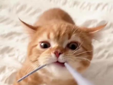 快来学猫语#猫咪 #养猫人 #养猫 #养猫日常 #养猫经验分享