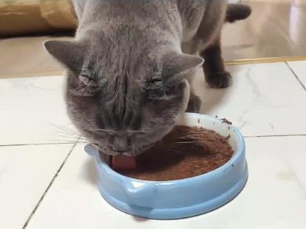 为啥小猫咪叫做煤气罐罐?看完你就明白了⊙ω⊙
@抖音小助手
#家有傻猫 #记录猫咪日常 #吃货猫