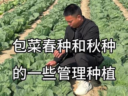 包菜春种和秋种的一些管理#三农#农业种植 #蔬菜种植#蔬菜管理#包菜种植