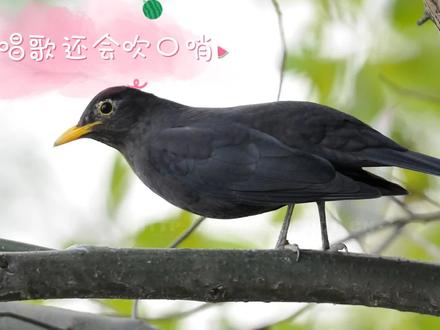 乌鸫鸟成精了,说话唱歌还会吹口哨,太棒了 #萌宠 #奇妙的动物 #人与自然和谐共处 #养鸟 #鸟