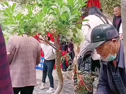 看看品相,看看价格,超值#高手在民间 #农村生活 #一定要看到最后