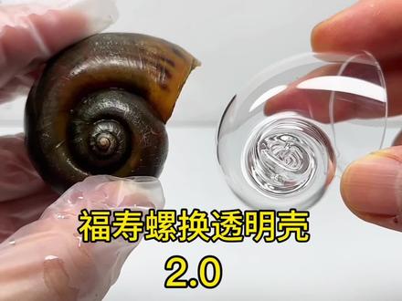 福寿螺换透明壳2.0 福寿螺换透明壳后续#福寿螺 #趣味实验