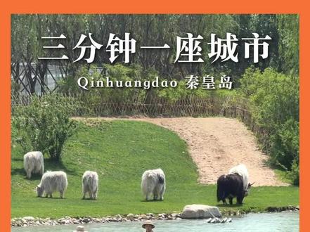 三分钟一座城市|在秦皇岛“闯入”了一个动物童话世界#秦皇岛旅游攻略 #秦皇岛