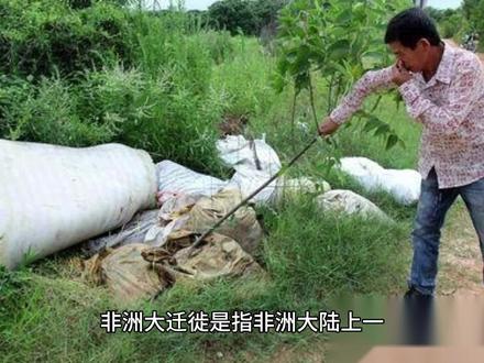 非洲大遷徙是什麼?