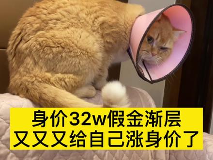 身价32w的假金渐层又又又给自己涨身价了!莫名其妙的弟弟怎么就第三眼睑增生了呢?真的活脱脱一吞金兽啊!#金渐层