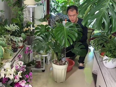 龟背竹如何养护问题收集解答 龟背竹1001问第166天,龟背竹气生根干瘪龟背竹叶子耷拉不平整龟背竹叶子黑尖尖一般都是土不透气烂根引起的#龟背竹#龟背竹养护 #龟背竹盆栽 闷根#龟背竹烂根#龟背竹叶子尖发黑枯萎像烧焦