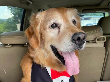 羊毛毡狗狗制作过程#羊毛毡 #萌宠出道计划 #狗狗 #治愈系 #手工