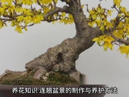 养花知识 连翘盆景制作与养护方法 石榴花,堪比人美 #盆栽 #植物 #养花匠 #园艺技巧 #种植小技巧 #养花小知识 #盆景课堂 #养花 #家庭园艺 #盆景设计