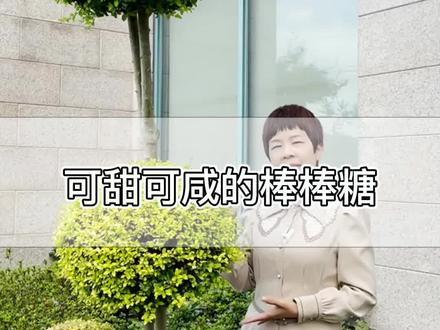 可甜可咸的棒棒糖,亮晶女贞,又叫小叶女贞柠檬之光 #精品容器苗 #花园植物#花境植物#造型植物 #别墅庭院植物@抖音小助手 #园林绿化#景观设计@虹越花卉 @虹越精品容器苗