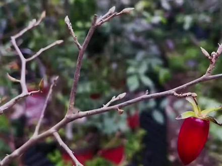 #盆景#老鸦柿盆景#老鸦柿品种
一款经典的品种,完全属于国产,果型标准,血红紫血红