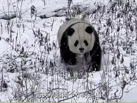 每天早起两个小时巡山,“吃播一姐”小馨当山大王有多辛苦?#小馨 #熊猫 #国宝 #娱乐 #热门 #搞笑