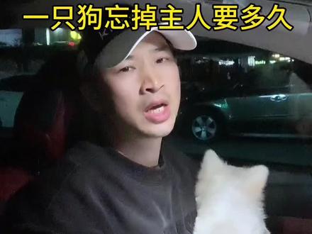 一只狗忘记主人需要多久? #情感共鸣 #养狗人 #狗狗 #养狗的乐趣