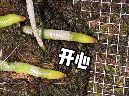 板植蝴蝶兰就是赏根爱好者的福音 在板上蝴蝶兰的根系可以长得更开,就能清楚的观察到根的攀爬过程。根部透气性也会更好,但缺点是植料干得快!所以用水苔板可有所改善#蝴蝶兰#蝴蝶兰养护#板植蝴蝶兰#蝴蝶兰板植#种植小技巧