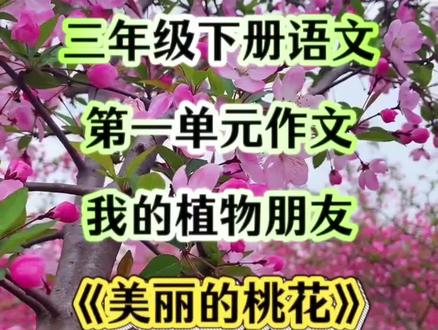 三年级下册语文第一单元作文《我的植物朋友》之《美丽的桃花》,收藏起来,让孩子寒假先学习。#学习#小学语文#三年级#作文