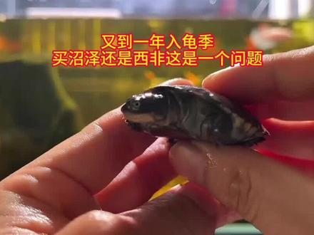 又到一年入龟季,买沼泽还是西非侧颈龟,这是一个问题 #新手养龟 #侧颈龟 #西非侧颈龟 #沼泽侧颈龟