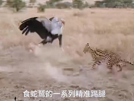 食蛇鹫 一种专门吃蛇的猛禽。#动物世界 #动物解说 #野生动物零距离 #鸟 #万物可爱计划