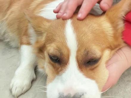 柯基被毒全过程,对于七七这个体量这点蜂毒已经构不成什么威胁了,一天基本上就好了,不过大家还是要注意尽量不被蛰
#蜜蜂狗 #狗狗被蜜蜂蛰了