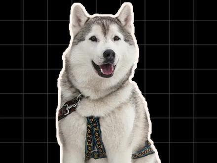 哈士奇为什么会咬人?可能是这5个原因引起的,宠主一定要了解!#哈士奇 #宠率狗粮 #哈士奇咬人 #狗狗品种