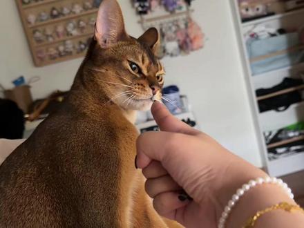 我们是粘牙宝宝#绝世好猫 #粘人的猫 #谁能想到